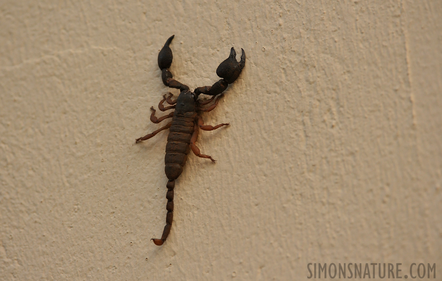 Opisthacanthus asper [400 mm, 1/320 Sek. bei f / 6.3, ISO 2500]